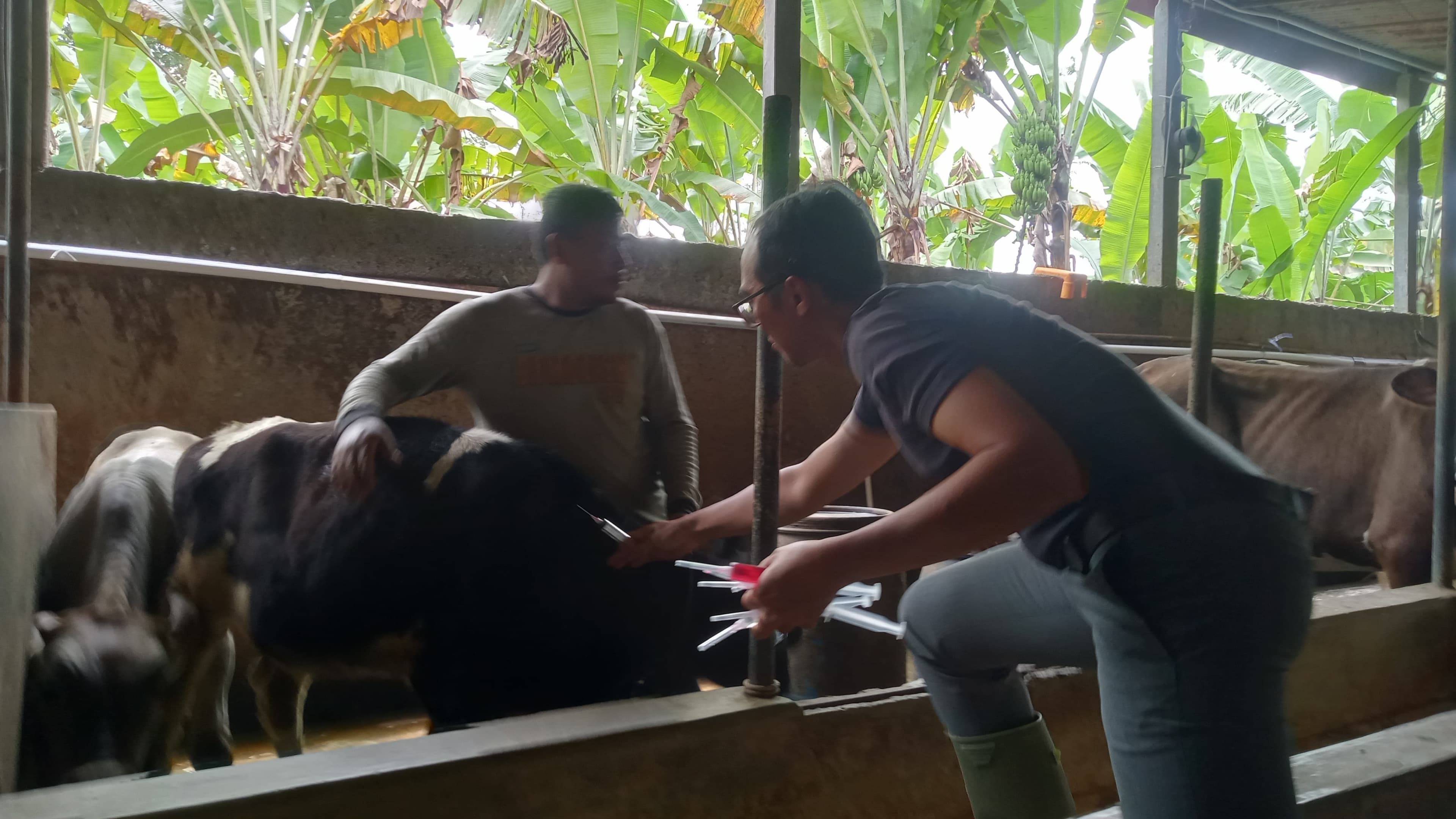 SEBANYAK 350 VAKSIN PMK MULAI DI SUNTIKAN