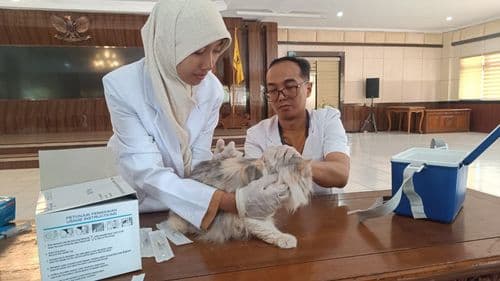 An image uploaded to Strapi called Rabies