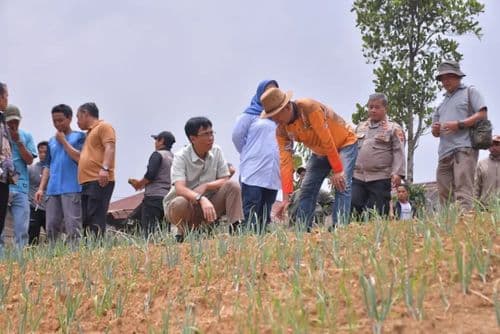 An image uploaded to Strapi called Sayur